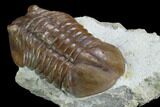 Unusual Subasaphus Laticaudatus Trilobite - Russia #127839-5
